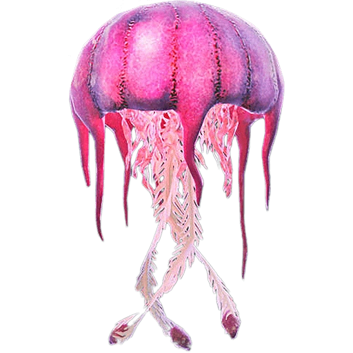 Большая розовая медуза