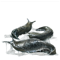 Ценный корм