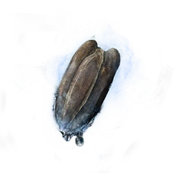 Семечко тыквы