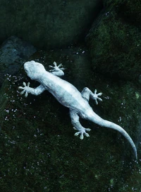 Белый геккон