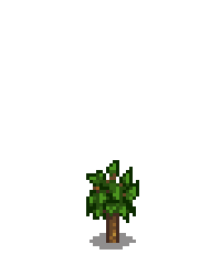 Абрикосовое дерево 2