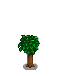 Апельсиновое дерево 3