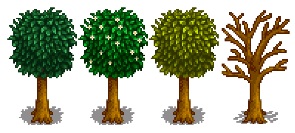 Апельсиновое дерево 5