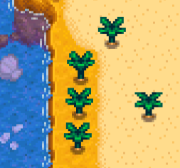 Имбирь растет