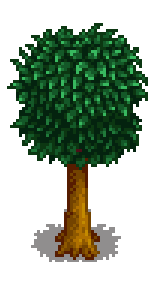 Апельсиновое дерево