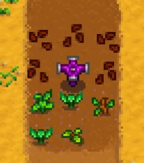 Разница в прорастании весенних семян при использовании