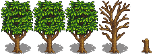 Манговое дерево 5