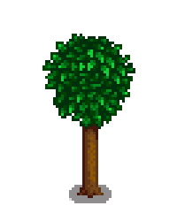 Апельсиновое дерево 4