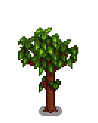 Гранатовое дерево 4