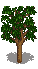 Абрикосовое дерево