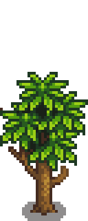 Манговое дерево 4