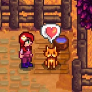 Питомец любит вас