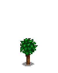 Апельсиновое дерево 2