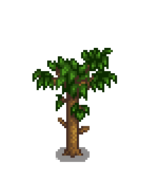 Абрикосовое дерево 4