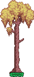 Tree (Willow)