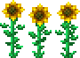Sunflower (placed)