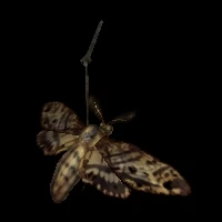 ob_moth01