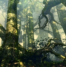 Леса флотзамаВ2